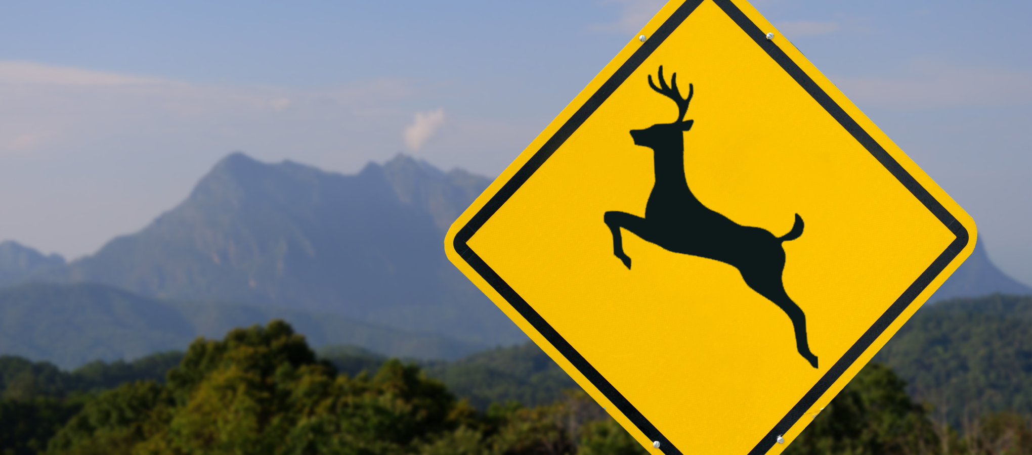 saf_deerxing_blog